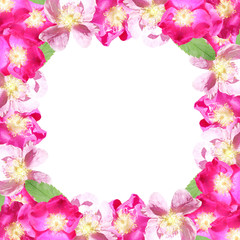 Fototapeta na wymiar Beautiful floral background with dogrose 