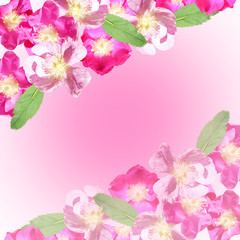 Beautiful floral background with dogrose 
