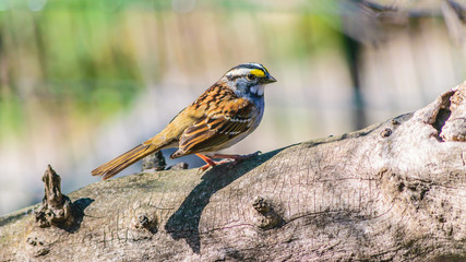 White-Throated Sparrow in Park