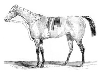 Thoroughbred racehorse, vintage engraving. © Morphart