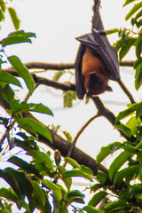 Lyle's flying fox,  Pteropus vampyrus, Pteropus lylei or Khangkao Maekai (Hen Bats) in Thai language at Wat Po, Bangkla, Chachoengsao, Thailand.