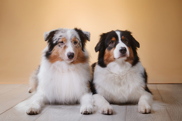 Dogs breed Australian Shepherd, Aussie, portrait in the studio