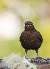 Blackbird, Turdus merula