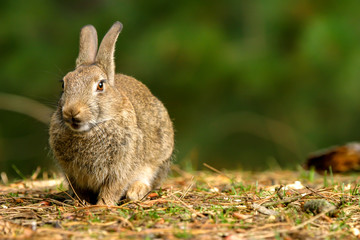 Wild bunny rabbit