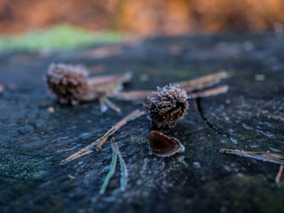 Beechnut winter