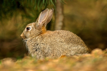 Wild bunny rabbit