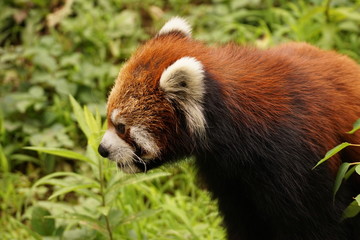 レッサーパンダ