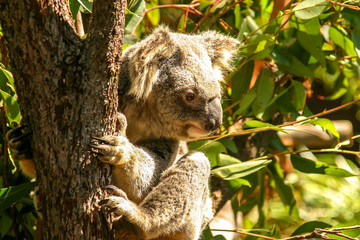 Koala bear Australia Brisbane 