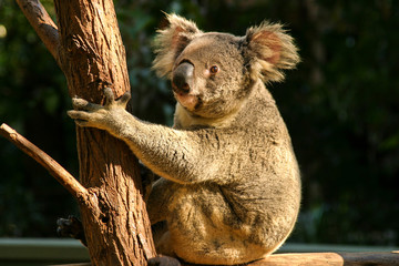 Koala bear Australia Brisbane 
