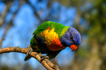 Perched lorikeet in Brisbane Australia