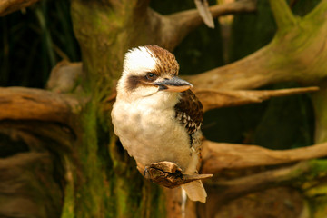 Kookabura