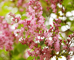 beautiful pink flowers in the garden 