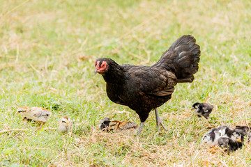 Hen chick rearing in natural environment rural scene