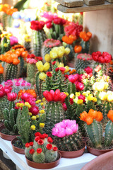 Fototapeta na wymiar Mix of beautiful cactuses