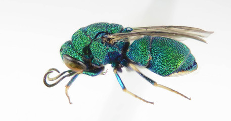 Cuckoo wasp 2