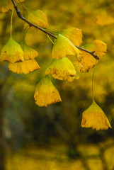 The ginkgo tree leaves closeup in autumn 