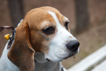 White and brown dog