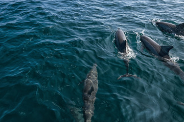 Dolphins Swimming
