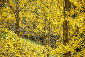 The ginkgo trees scenery in autumn 