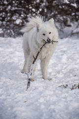 Fluffy cute samoyed dog playing with a stick in snow, winter fun