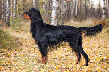 Gordon Setter hunting dog standing in the front in the autumn fo