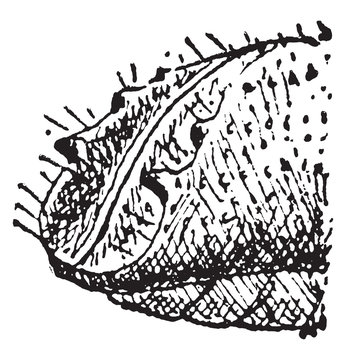 Acuminatus gill, vintage engraving.