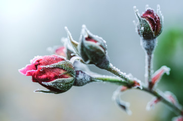 Der erste Frost und Schnee auf einer Rose im Dezember