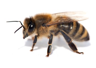 detail of bee or honeybee , Apis Mellifera