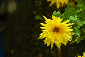 Chrysanthemum flower closeup 