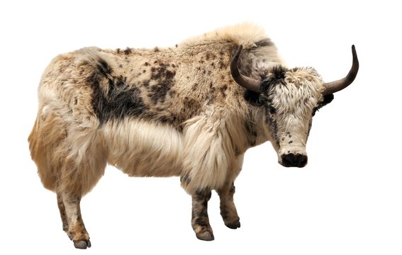 white and brown yak (Bos grunniens or Bos mutus)