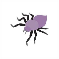 Spider vector icon.