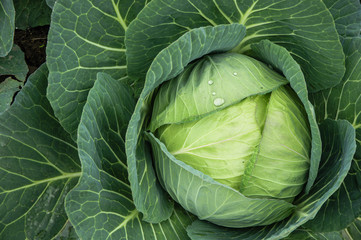 Obraz premium The cabbage closeup 