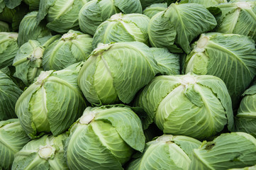 Fototapeta na wymiar The cabbage closeup 