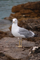 Möwe