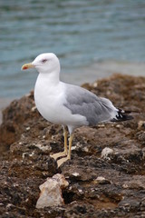 Möwe