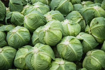 Fototapeta na wymiar The cabbage closeup 