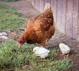 Red hen and two chickens