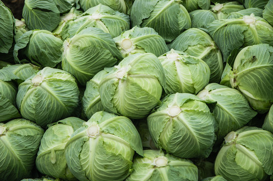 The cabbage closeup 