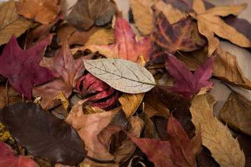 Obraz premium Dry leaves as an autumn background