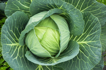 Fototapeta premium The cabbage closeup