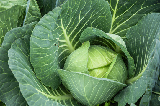 The cabbage closeup