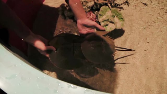 Pair of horseshoe crabs Tachypleus tridentatus in special aquarium. Malaysia.