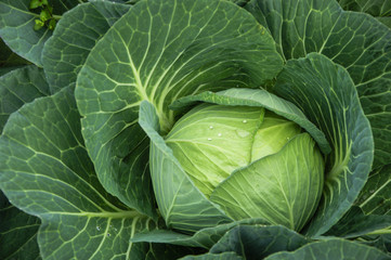 The cabbage closeup