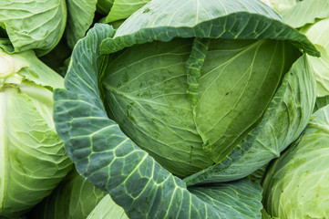 Obraz premium The cabbage closeup