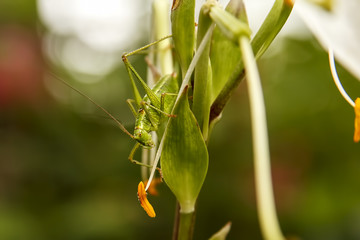 Green cricket resting on a white flower closeup