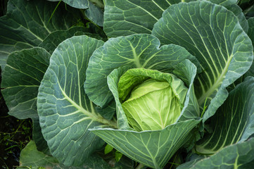 The cabbage closeup