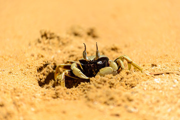 land crab on the Beach in Thailand