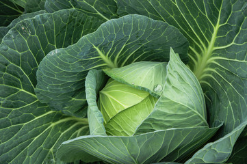 Obraz premium The cabbage closeup