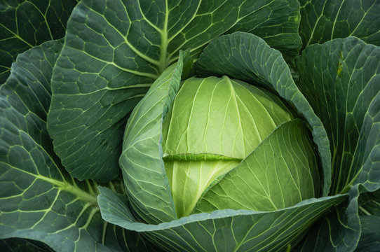 The Cabbage Closeup