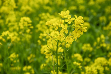The rape flowers closeup 